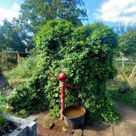 Ansicht Garten im Alaunpark auf Pumpe vor Hopfen